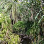 La Gomera trekking